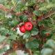 Cotoneaster radicans