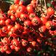 Cotoneaster laineux