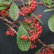 Cotoneaster laineux