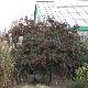 Cotoneaster laineux