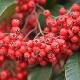 Cotoneaster laineux