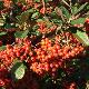 Cotoneaster laineux