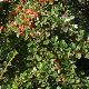 Cotoneaster rampant