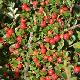 Cotoneaster rampant