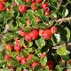 Cotoneaster rampant