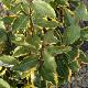 Elaeagnus Viveleg �