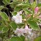 Weigelia Sunny Fantasy �