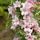 Weigelia Sunny Fantasy �