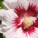 Hibiscus Hamabo