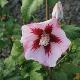 Hibiscus Hamabo