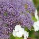 Hydrangea rugueux strigosa