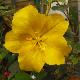 Fremontodendron de Californie
