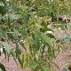 Eucalyptus rodwayi