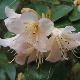 Rhododendron Alison Johnstone