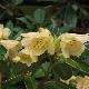 Rhododendron Alison Johnstone
