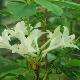 Rhododendron arborescens