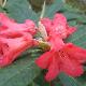 Rhododendron facetum 