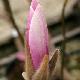Magnolia Andr� Leroy