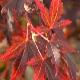 �rable du Japon Sherwood Flame