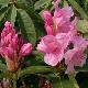 Rhododendron Pink Pearl