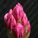 Rhododendron Pink Pearl
