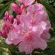 Rhododendron Pink Pearl