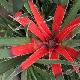 Fascicularia pitcairniifolia