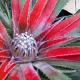 Fascicularia pitcairniifolia
