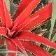 Fascicularia pitcairniifolia