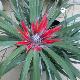 Fascicularia pitcairniifolia