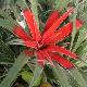 Fascicularia pitcairniifolia