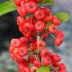Buisson ardent � fruits rouges