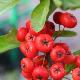 Buisson ardent � fruits rouges