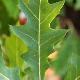 Quercus nuttali
