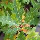 Quercus nuttali