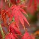 Acer palmatum 'Omurayama'