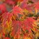 Acer palmatum 'Omurayama'