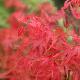 Acer palmatum 'Kamagata'