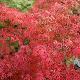 Acer palmatum 'Kamagata'