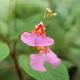 Impatiens flanaganiae