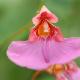 Impatiens flanaganiae