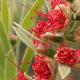 Callistemon Hanna Ray