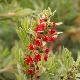 Callistemon Hanna Ray