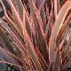 Phormium 'Rainbow Queen'