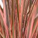 Phormium 'Rainbow Queen'