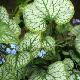 Brunnera macrophylla 'Jack Frost'