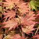 Acer palmatum 'Nathan'