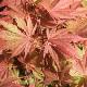 Acer palmatum 'Nathan'