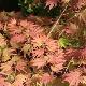 Acer palmatum 'Nathan'