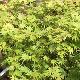 Acer palmatum 'Sazanami'